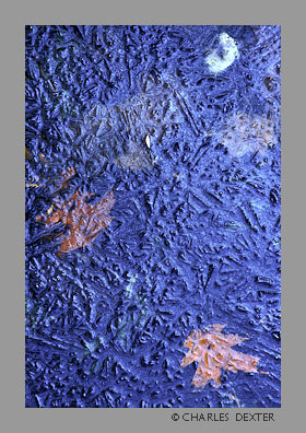 image 0103 Copyright &copy; 2009 by Charles Dexter. All rights reserved