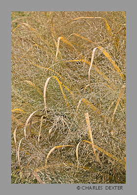 Image 0104 Copyright &copy; 2009 by Charles Dexter. All rights reserved