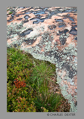 image 01016 Copyright &copy; 2009 by Charles Dexter. All rights reserved