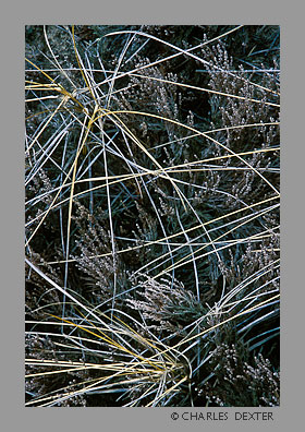 image 0107 Copyright &copy; 2009 by Charles Dexter. All rights reserved