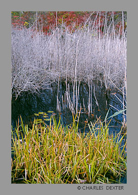 image 0109 Copyright &copy; 2009 by Charles Dexter. All rights reserved