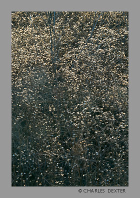 image 0110 Copyright &copy; 2009 by Charles Dexter. All rights reserved