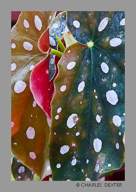 image 0112 Copyright &copy; 2009 by Charles Dexter. All rights reserved