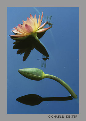 image 0201 Copyright &copy; 2009 by Charles Dexter. All rights reserved