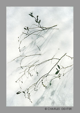 image 0206 Copyright &copy; 2009 by Charles Dexter. All rights reserved