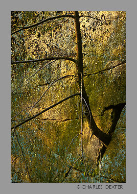 iage 0207 Copyright &copy; 2009 by Charles Dexter. All rights reserved