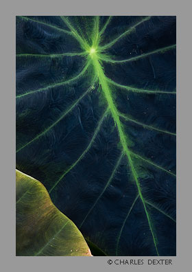 image 0210 Copyright &copy; 2009 by Charles Dexter. All rights reserved