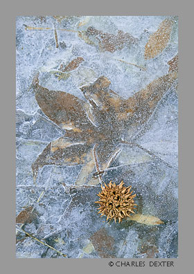 image 0211 Copyright &copy; 2009 by Charles Dexter. All rights reserved