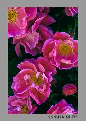 image 0302 Copyright &copy; 2009 by Charles Dexter. All rights reserved