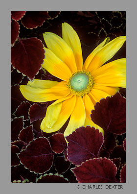 image 0303 Copyright &copy; 2009 by Charles Dexter. All rights reserved