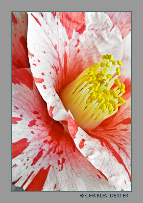 image 0304 Copyright &copy; 2009 by Charles Dexter. All rights reserved