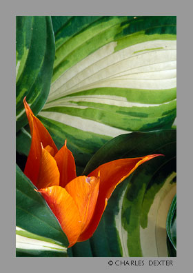 image 0305 Copyright &copy; 2009 by Charles Dexter. All rights reserved