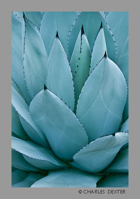 image 0306 Copyright &copy; 2009 by Charles Dexter. All rights reserved