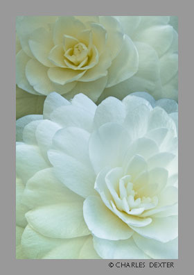 image 0307 Copyright &copy; 2009 by Charles Dexter. All rights reserved