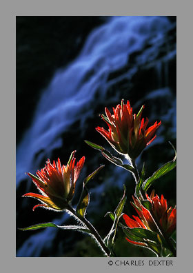 image 0309 Copyright &copy; 2009 by Charles Dexter. All rights reserved