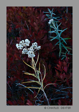 image 0311 Copyright &copy; 2009 by Charles Dexter. All rights reserved