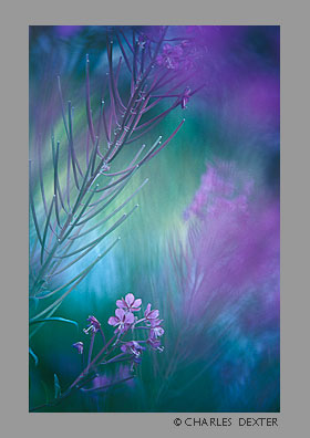 image 0401 Copyright &copy; 2009 by Charles Dexter. All rights reserved