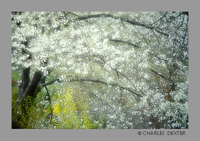 image 0402 Copyright &copy; 2009 by Charles Dexter. All rights reserved