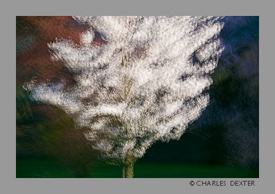 image 0403 Copyright &copy; 2009 by Charles Dexter. All rights reserved