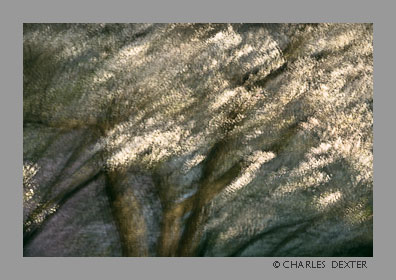 image 0405 Copyright &copy; 2009 by Charles Dexter. All rights reserved