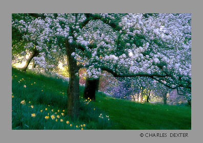 image 0406 Copyright &copy; 2009 by Charles Dexter. All rights reserved