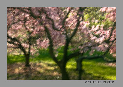 image 0407 Copyright &copy; 2009 by Charles Dexter. All rights reserved