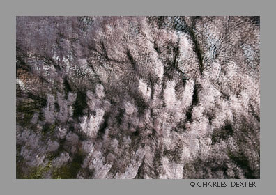 image 0408 Copyright &copy; 2009 by Charles Dexter. All rights reserved