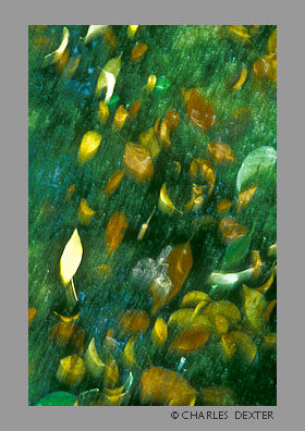 image 0409 Copyright &copy; 2009 by Charles Dexter. All rights reserved