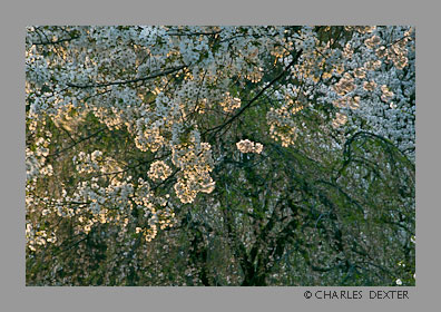 image 0411 Copyright &copy; 2009 by Charles Dexter. All rights reserved
