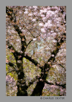 image 0412 Copyright &copy; 2009 by Charles Dexter. All rights reserved