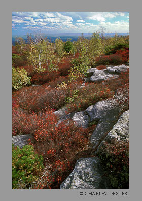 image 0507 Copyright &copy; 2009 by Charles Dexter. All rights reserved