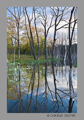 image 0601 Copyright &copy; 2009 by Charles Dexter. All rights reserved