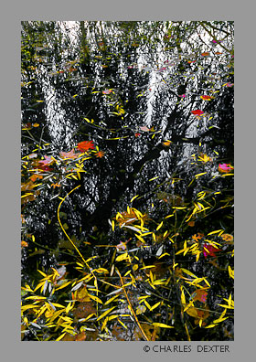 image 0606 Copyright &copy; 2009 by Charles Dexter. All rights reserved