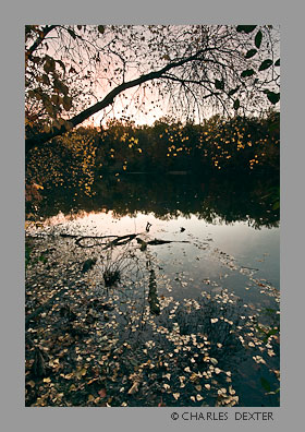 image 0609 Copyright &copy; 2009 by Charles Dexter. All rights reserved