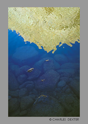 image 0610 Copyright &copy; 2009 by Charles Dexter. All rights reserved