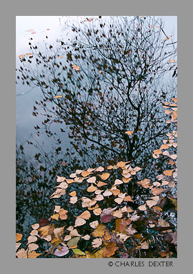 0611 Copyright &copy; 2009 by Charles Dexter. All rights reserved