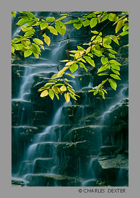 image 0803 Copyright &copy; 2009 by Charles Dexter. All rights reserved