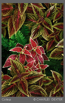 Copyright &copy; 2009 by Charles Dexter. All rights reserved.