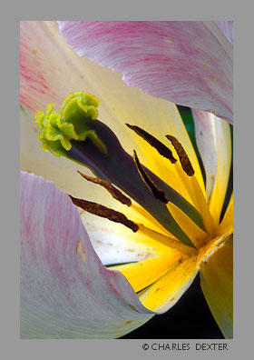 image SP-04 Copyright &copy; 2009 by Charles Dexter. All rights reserved