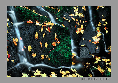 image SP-06 Copyright &copy; 2009 by Charles Dexter. All rights reserved