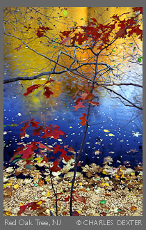 Copyright &copy; 2009 by Charles Dexter. All rights reserved.