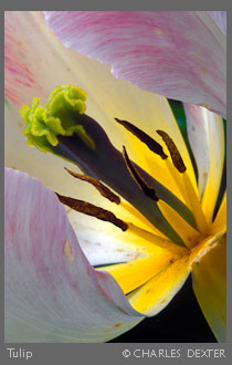 Copyright &copy; 2009 by Charles Dexter. All rights reserved.