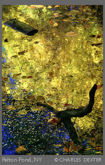 Copyright &copy; 2009 by Charles Dexter. All rights reserved.